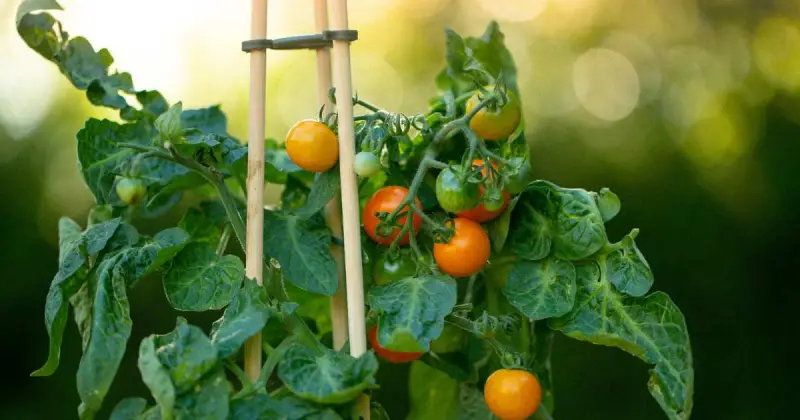 growing cherry tomatoes in pots pruning