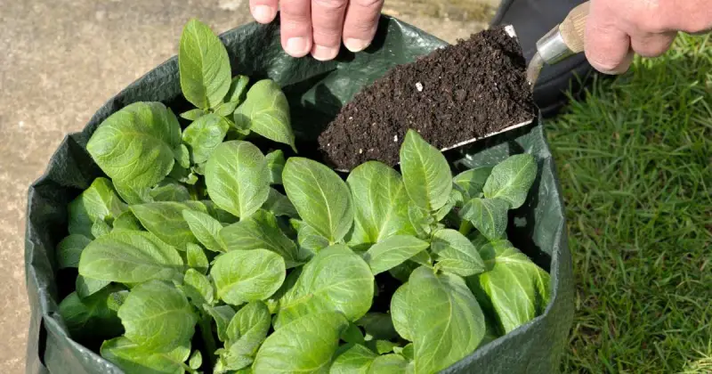 growing potatoes in bags over winter