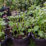 numerous maturing green potato plants growing in large black pots in outside garden