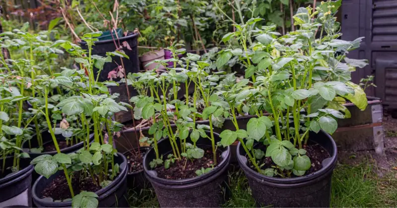 numerous maturing green potato plants growing in large black pots in outside garden