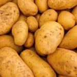 overhead picture of large pile of russet potatoes recently harvested from garden