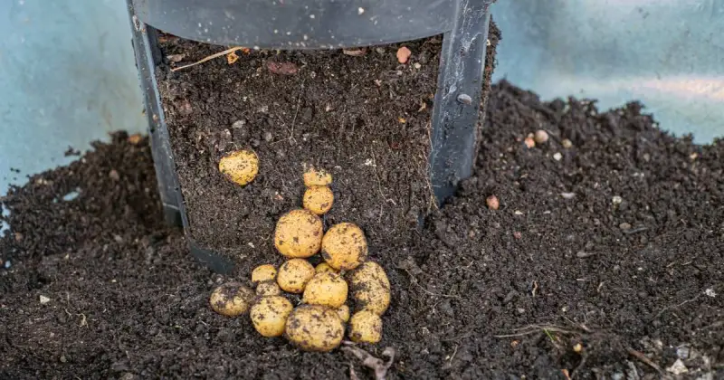growing potatoes in pots with straw