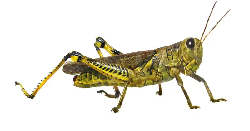 homemade grasshopper killer