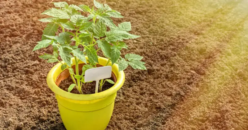 how deep do pots need to be for tomatoes