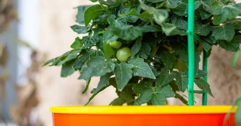 how deep does a container need to be for tomatoes