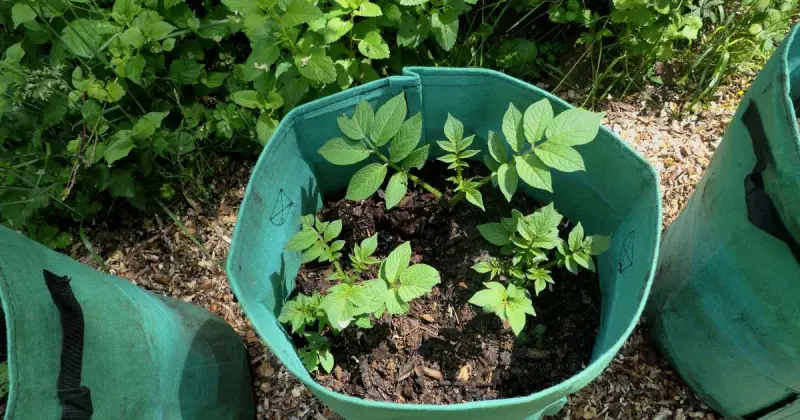 how do you plant potatoes in a 5 gallon bucket