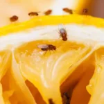 closeup of several fruit flies on squeezed orange peel in kitchen