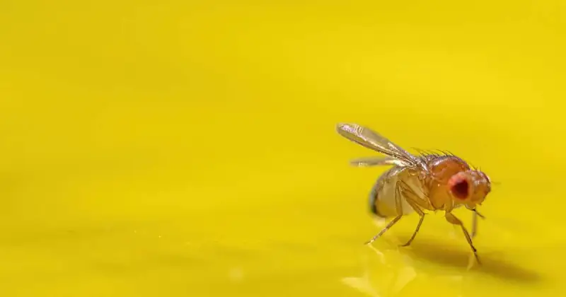 how to get rid of fruit flies in plants naturally