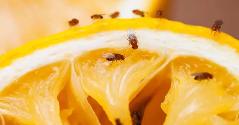 closeup of several fruit flies on squeezed orange peel in kitchen