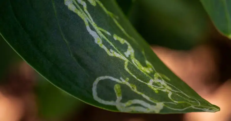 closeup picture of plant leaf with extensive leaf miner damage on top