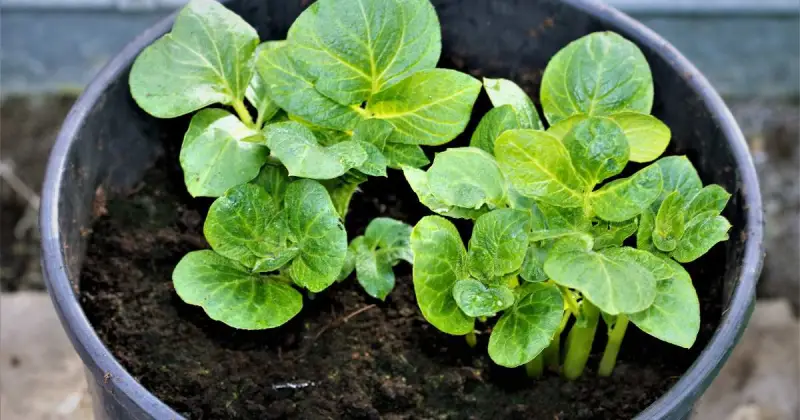 closeup of two green potato plants growing in outdoor pot in dark soil
