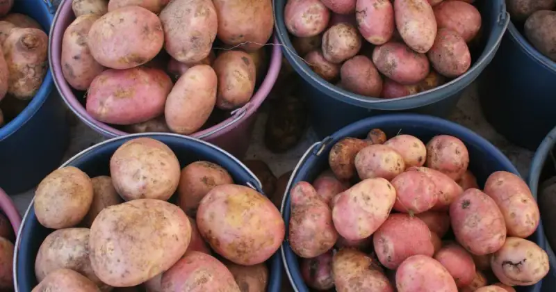 how to grow potatoes in a 5 gallon pail