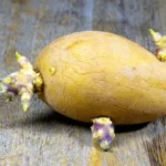 closeup of small brown seed potato with eyes and sprouts on dark wooden table