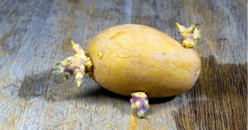 closeup of small brown seed potato with eyes and sprouts on dark wooden table