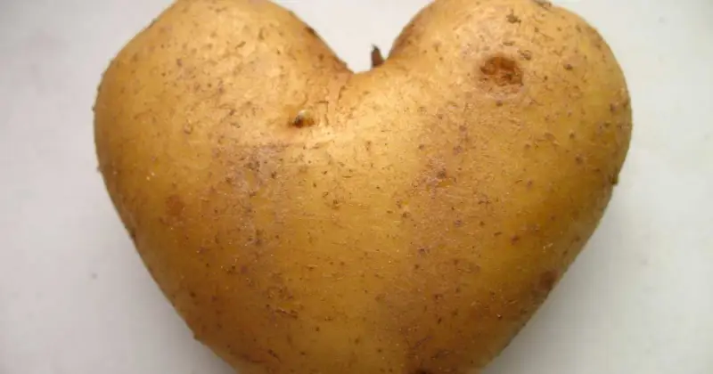 how to grow potatoes in a bucket indoors