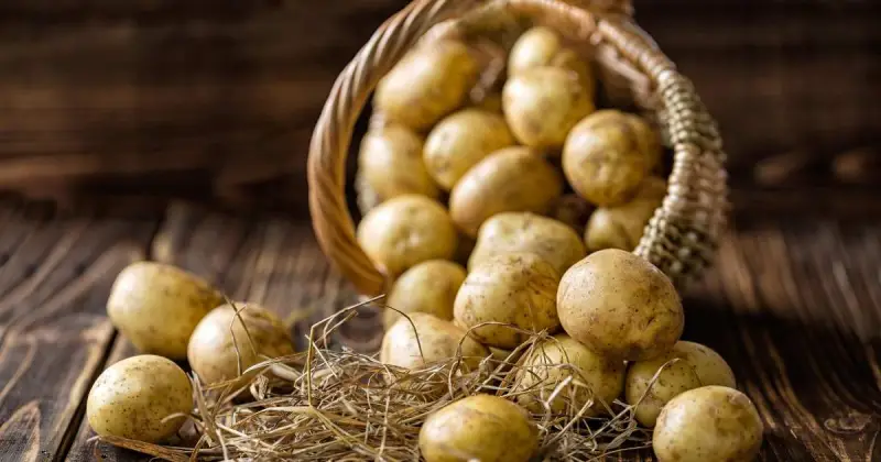 large woven basket of russet potatoes spilling out over a dark wooden table