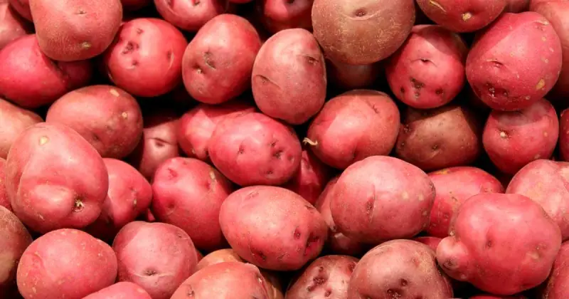 how to grow potatoes in a container bag