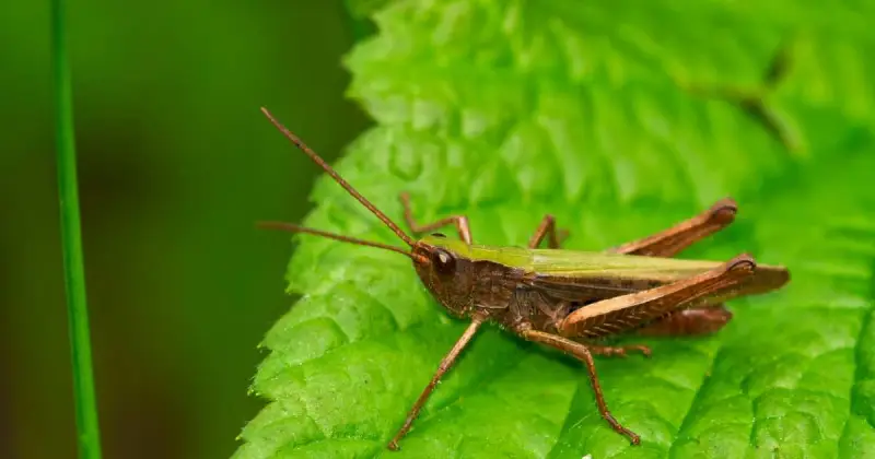 how to keep grasshoppers from eating plant leaves