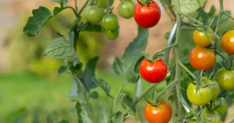 how to make the best soil for tomatoes