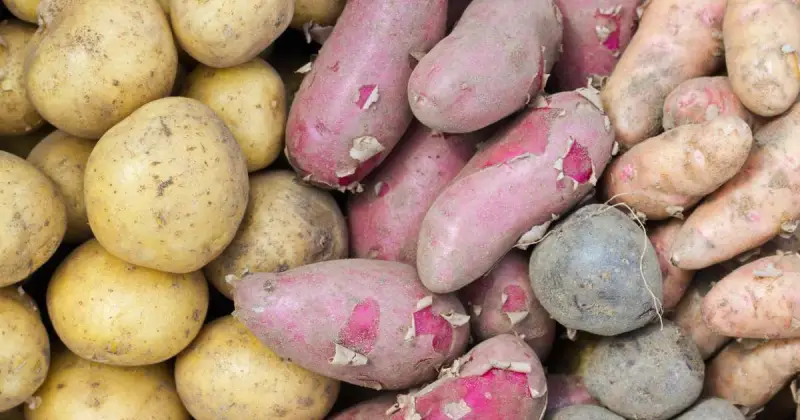 how to plant potatoes in a bucket indoors