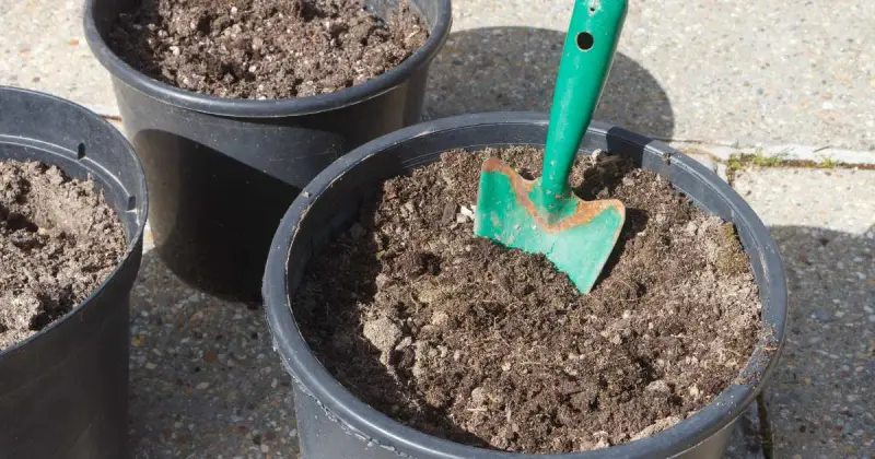 how to prepare soil for tomatoes in pots