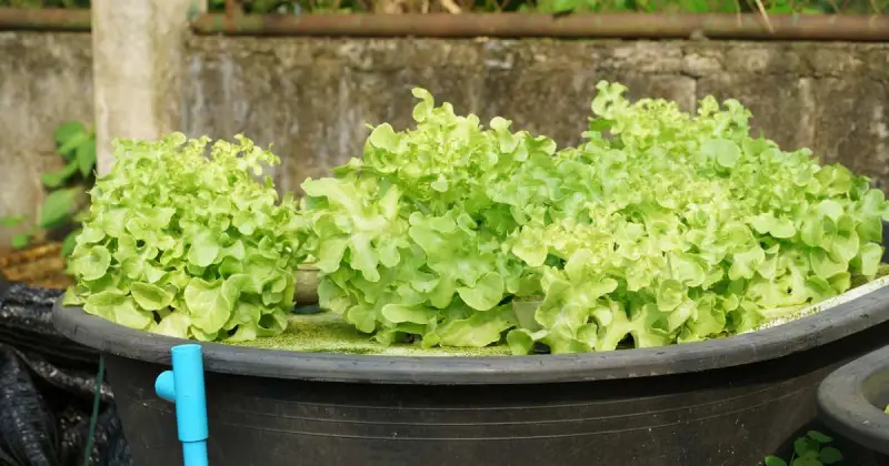 how to reduce ec in hydroponics