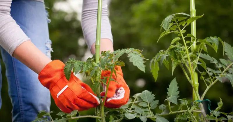 how to stake indeterminate tomatoes in containers