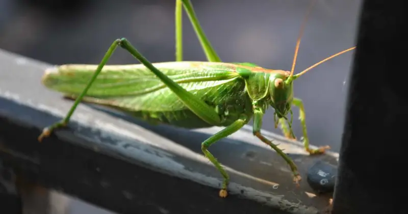 closeup of large green grasshopper on wooden railing in sunlight