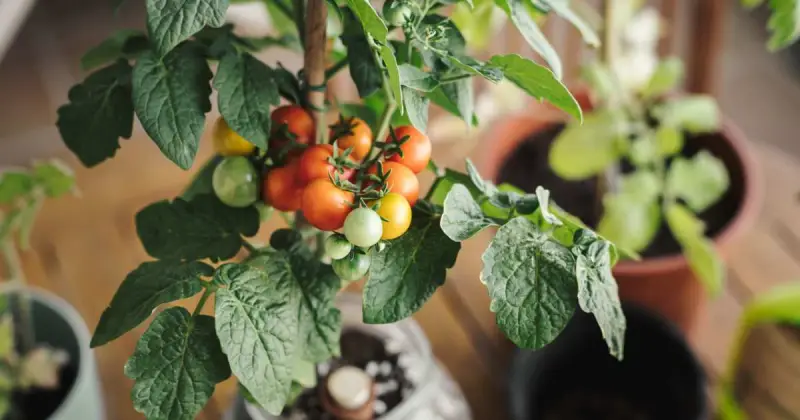 how to support indeterminate tomatoes in containers