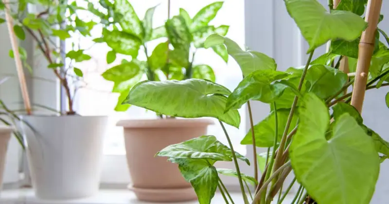 various indoor green plants in white and brown pots near sunny windowsill