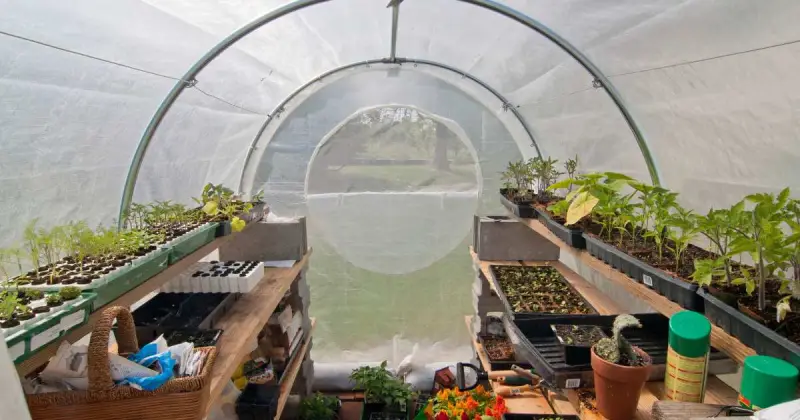 integrated pest management in greenhouse