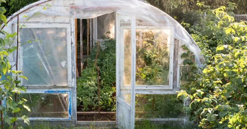 large clear greenhouse filled with vegetable plants in sunlight