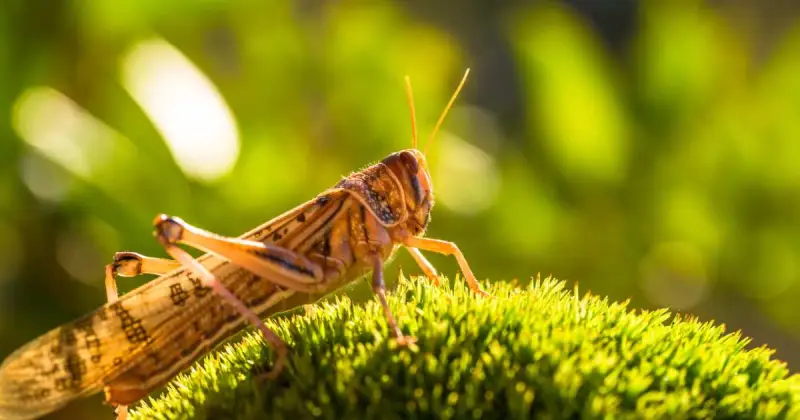 closeup of brown and tan grasshopper on top of flower pistil outside with natural background