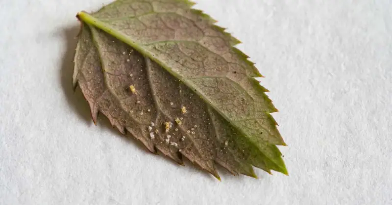 underside of picked green and brown leaf infested with mites on white paper