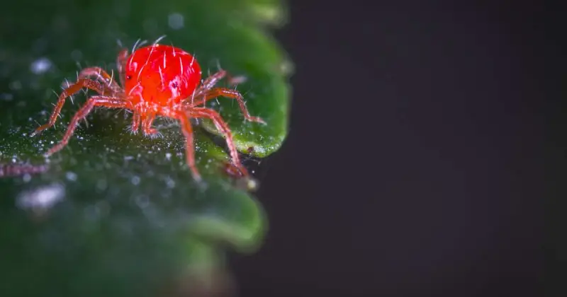 closeup of red spider mite crawling on green leaf with black background