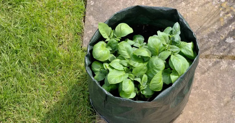 when to grow potatoes in containers