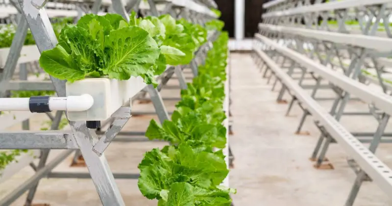 long rows of green leafy lettuce growing in indoor wick system hydroponic farm