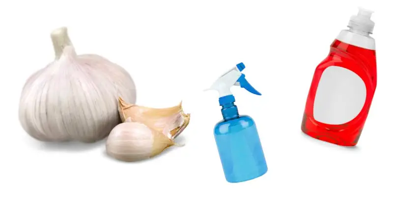 will garlic spray hurt plants