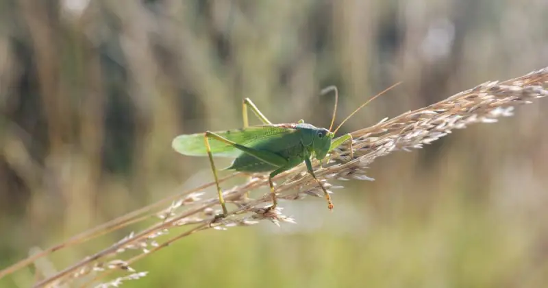 will neem oil kill grasshoppers