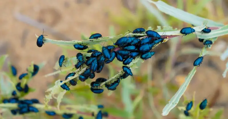 large number of black flea beetles eating plant leaves in outdoor vegetable garden