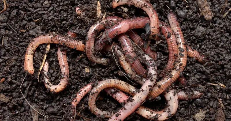 overhead picture of large pile of pink earthworms crawling over each other in dark soil