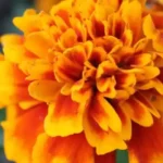 closeup of orange marigold flower blooming in outdoor garden