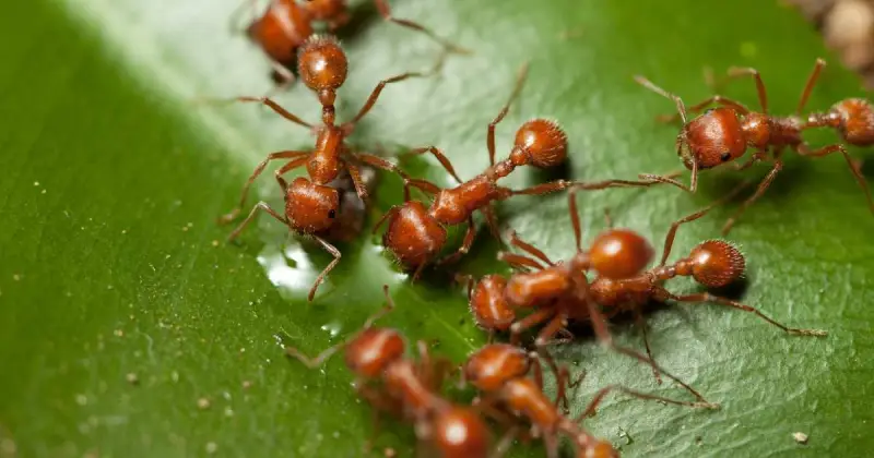 closeup picture of red fire ants walking across green leaf and drinking water
