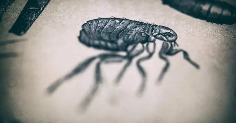 detailed sketch of flea insect drawn on white paper slightly blurred