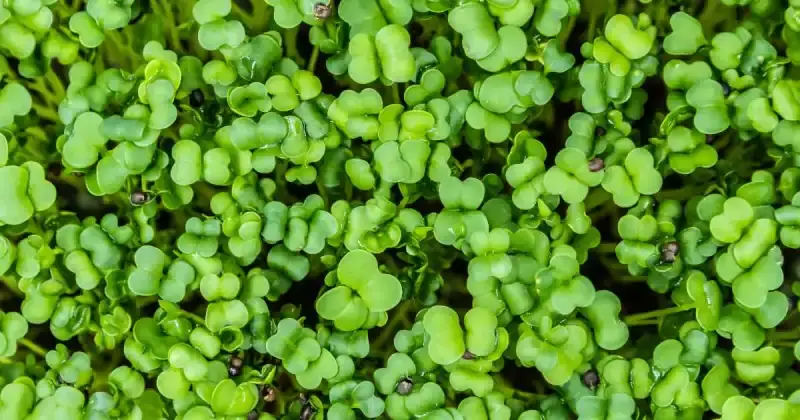 broccoli microgreens benefits