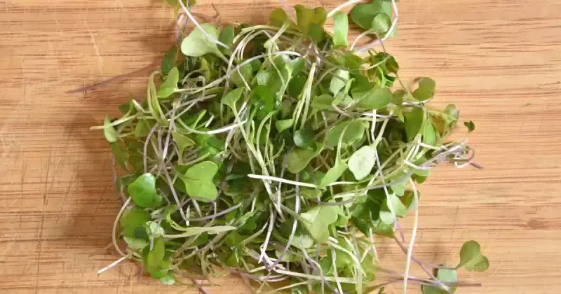 small patch of harvested broccoli microgreens on wooden table