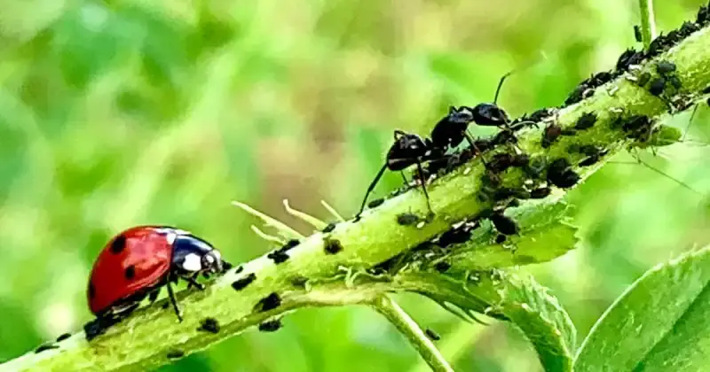 can ladybugs eat ants
