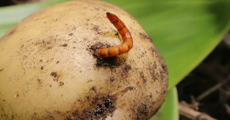 common problems with growing potatoes