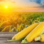 fresh ears of yellow corn on table in corn field and setting sun