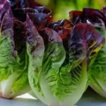 three heads of freshly harvested lettuce on a plate outside